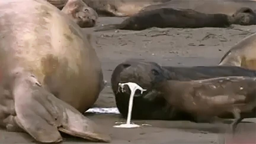 小海豹吃奶"吃到吐",浪费到海鸥看不下去了,海鸥:暴殄天物!