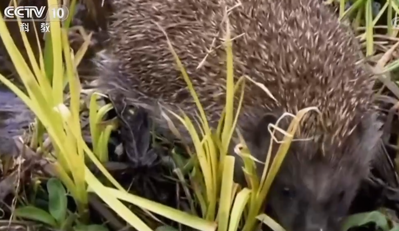 刺猬过冬招数多,心跳减慢度过漫长的冬季,醒来后第一