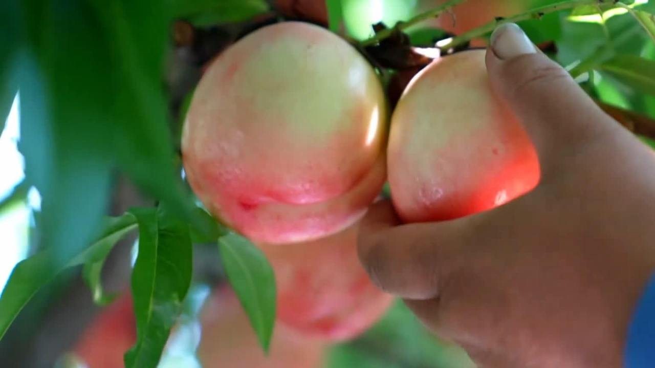 千城百县看中国|河北唐县:油桃丰收采摘忙