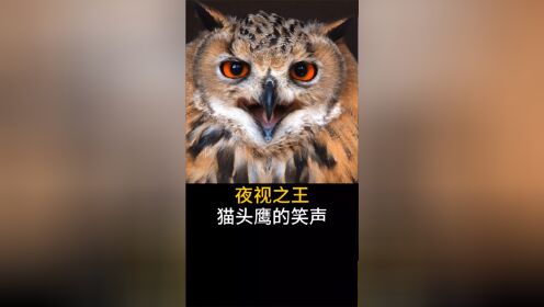 猫头鹰的恐怖笑声图片