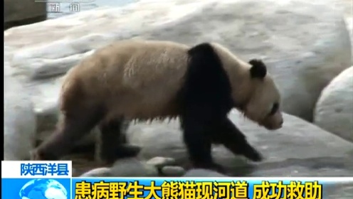 实拍野生大熊猫患病 满身污泥精神萎靡