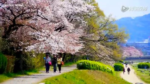 日本京都樱花观赏     粉的那么纯粹