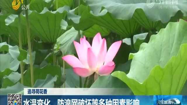 水温变化、防浪网破坏等多种因素影响