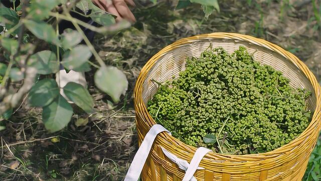 七成熟吴茱萸绿中透黄 味道如花椒般辛辣刺鼻