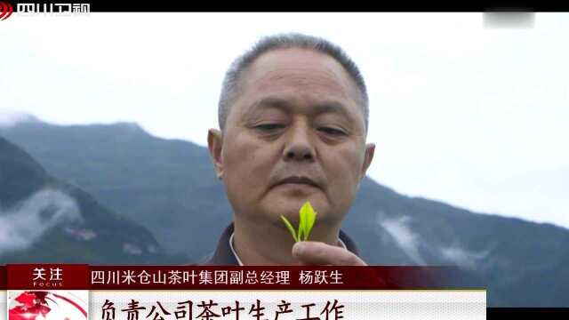 四川制造 中国荣耀 米仓山:用心做好茶