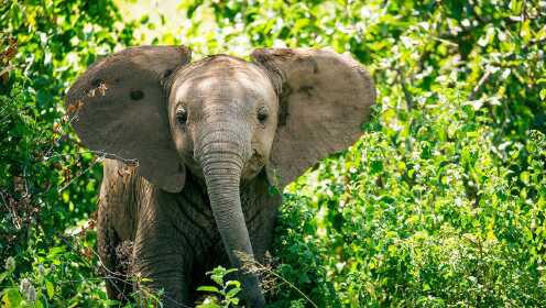 大象不可思议的社交行为，象群之间彼此支持渡过难关