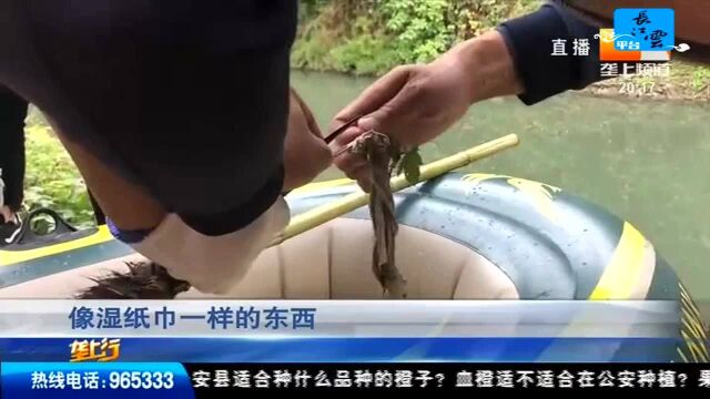 黑鳽被困运河边 众人渡河施救