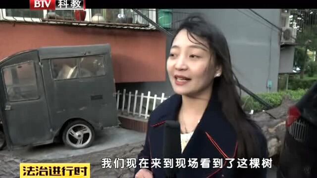 大树折断 多车遭殃