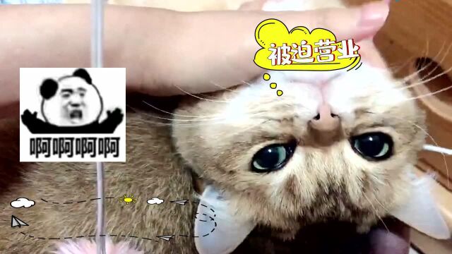 《默读者》漫画主笔费渡签绘还有撸猫猫~