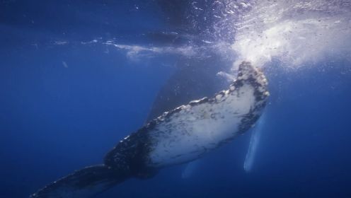 一头座头鲸每天能吃掉多少磷虾？这规模也太吓人了
