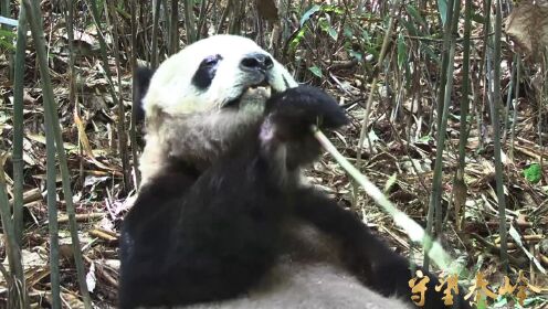 看憨态可掬的秦岭大熊猫“钢钢”的进食日常