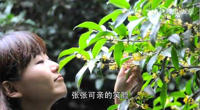 我的浔高我的家-2015桂平浔州高中宣传片