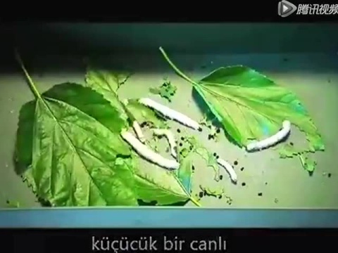 蚕吐丝结茧全过程_腾讯视频
