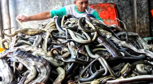 探访印尼屠蛇场 手剥蛇皮尸体制成蛇干