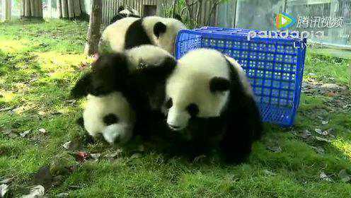 熊猫们在一起玩耍 圆滚滚的好可爱！