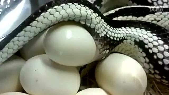 蛇生蛇蛋的过程,原来蛇是这样生蛋的