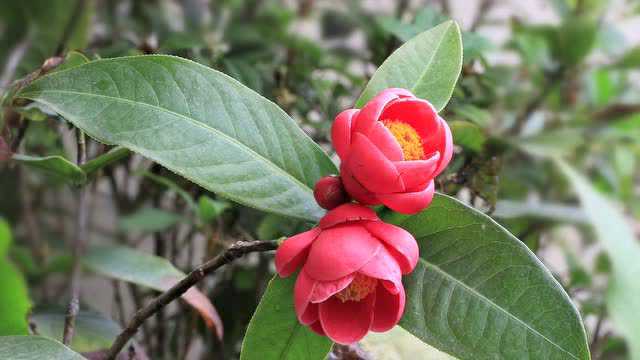 越南抱茎茶花  越南抱茎茶花养殖技巧 四季海棠茶价格