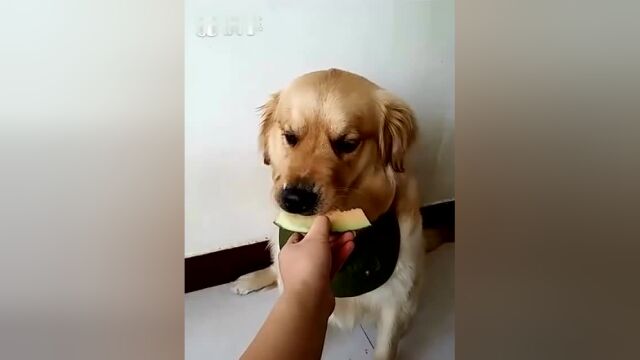 好心主人喂金毛哈密瓜,狗狗小口小口咬