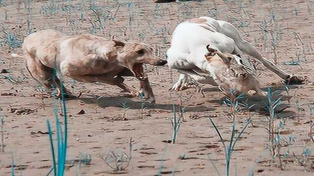 陕西渭南富平老庙去陕北细狗撵兔视频实拍风俗奇特精彩绝伦