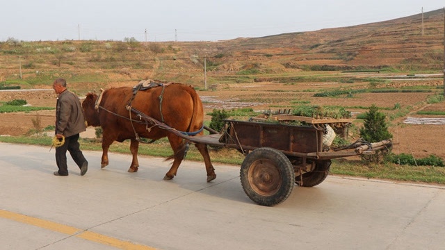 烟台莱阳农村公路上拉车的老黄牛农民的好帮手