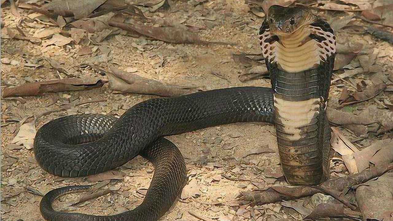 眼镜王蛇vs蟒蛇图片