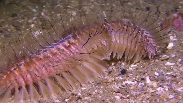 恐怖生物来自海底的剧毒毛毛虫