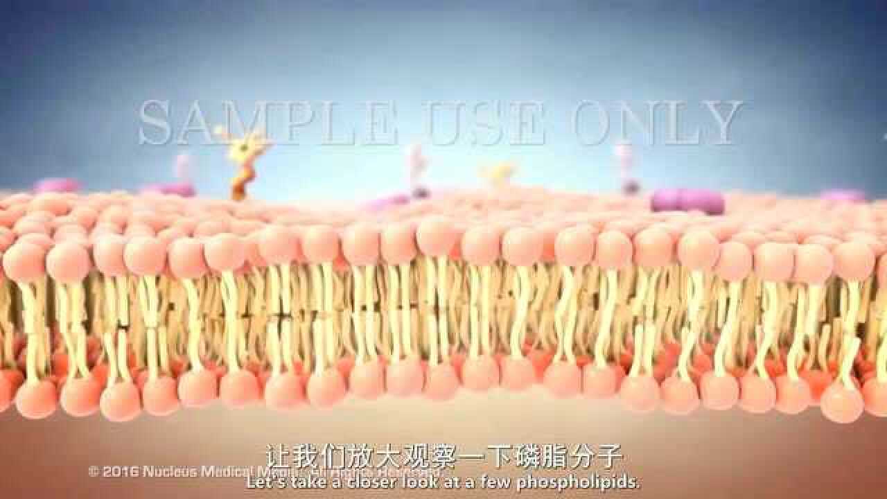 生物膜的结构_高清1