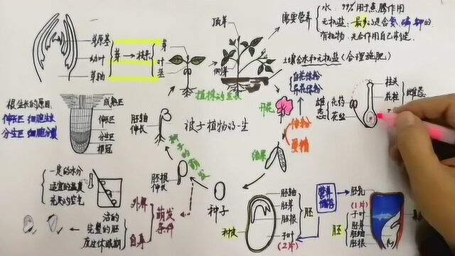 五分钟思维导图复习被子植物的一生_腾讯视频