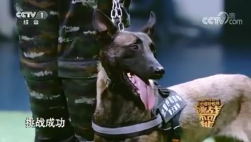中国军犬以服从为天职 8米高空挑战天性