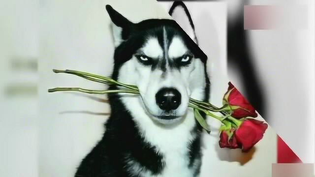 二哈因生气表情走红 并且治愈了主人的抑郁症  很厉害