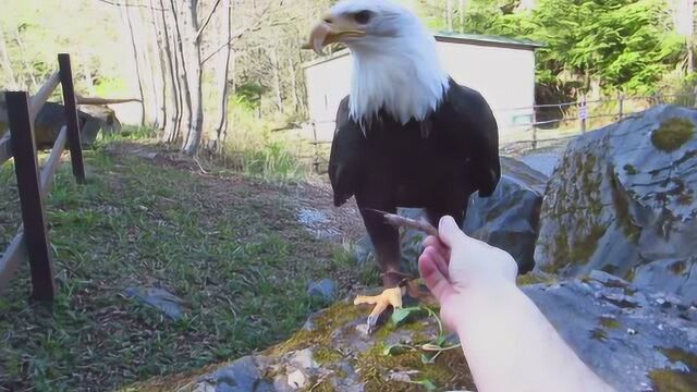 熬鹰过程很辛酸它才能在你面前听话