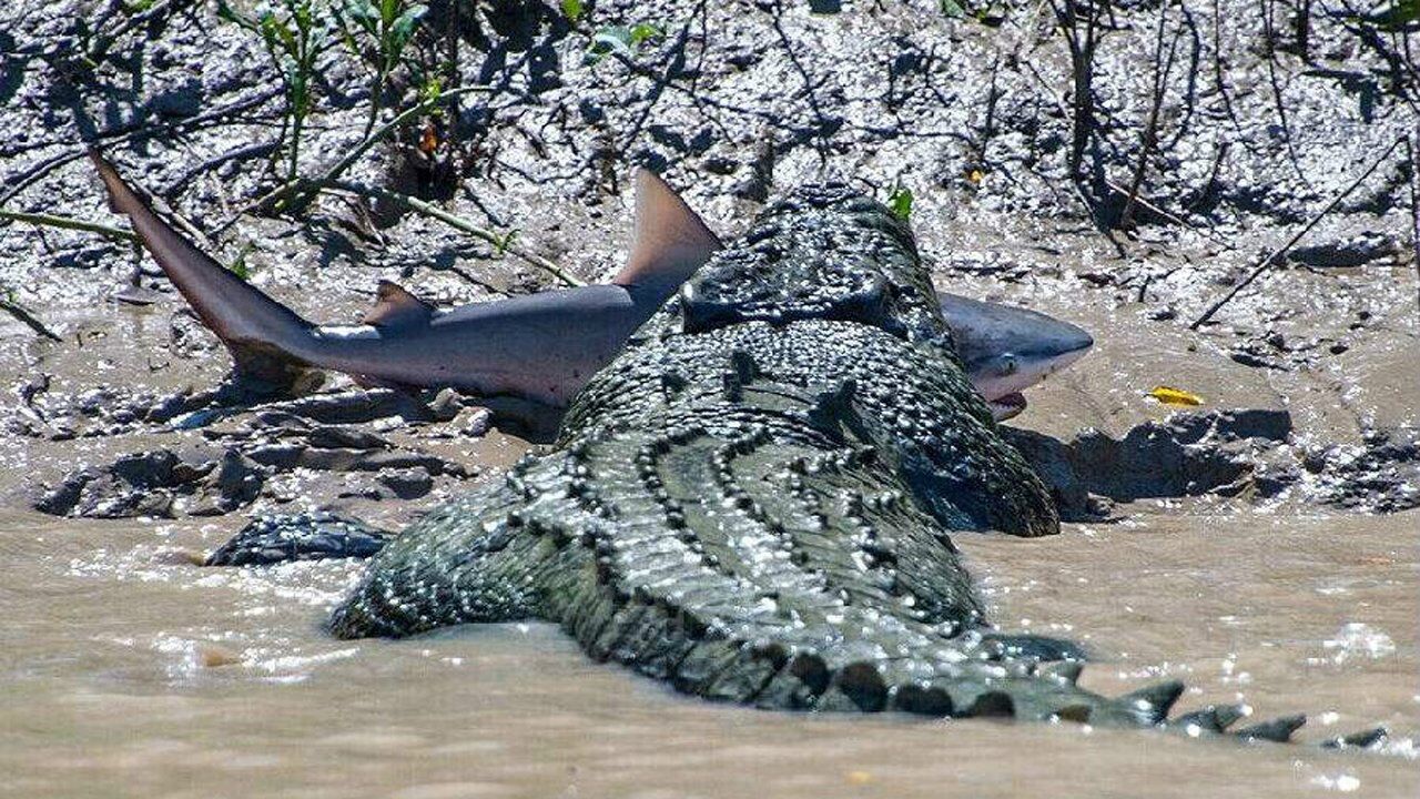 難得一見的鱷魚大戰鯊魚兩大水中霸主誰更兇猛呢