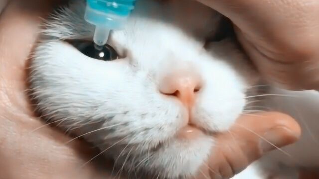 给猫咪滴眼药水的正确姿势,我就是这么做的,被抓的伤痕累累!