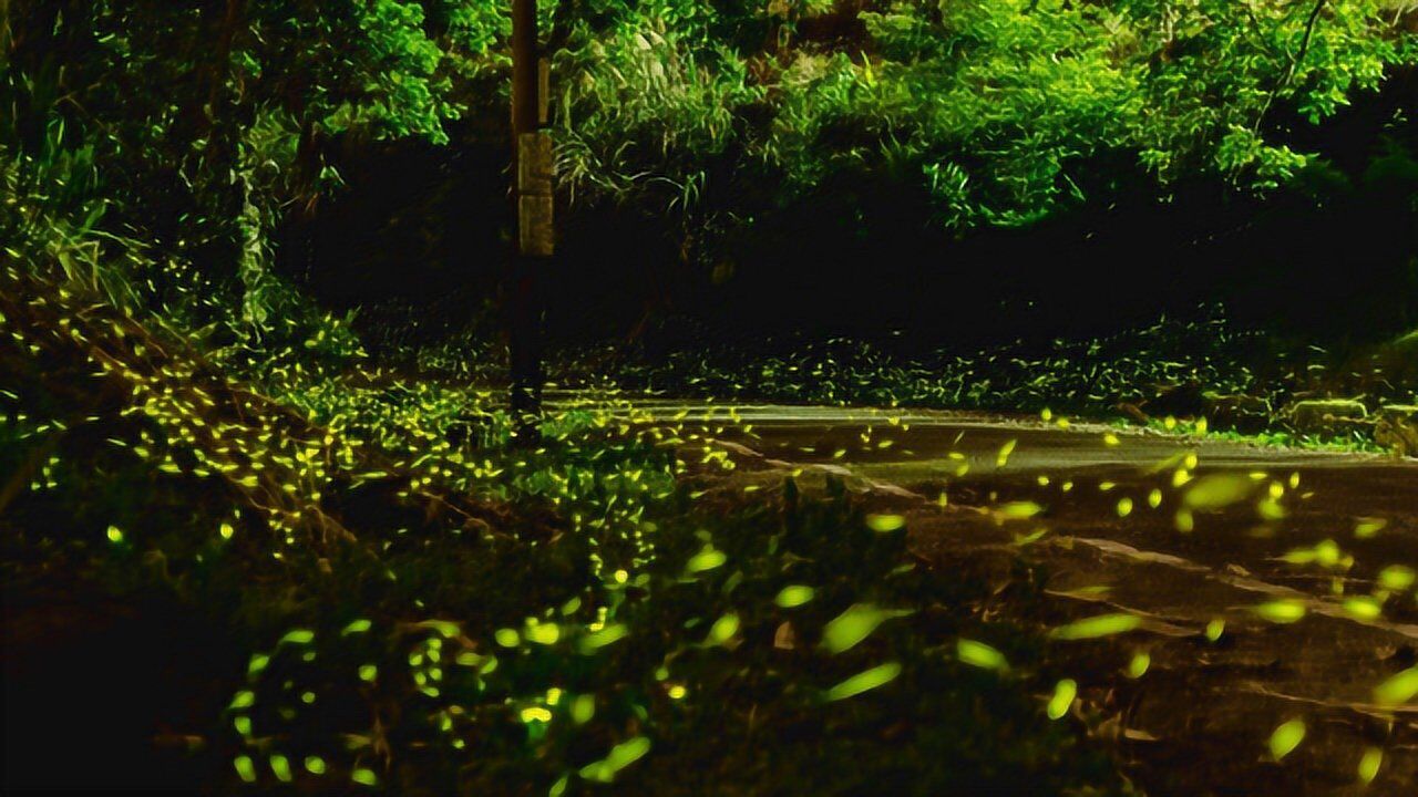 萤火虫如此唯美_高清
