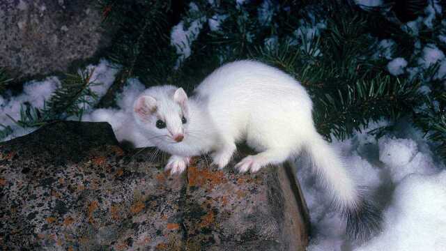 实拍白色黄鼠狼网友问这得修行了多少年