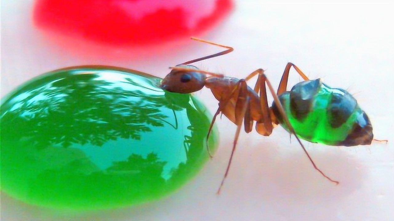 蜜罐蚁贪吃蜂蜜,非要吃到肚子爆炸才停止吃?十足的吃货!