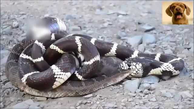 响尾蛇遇上加洲王蛇结局太惊人了