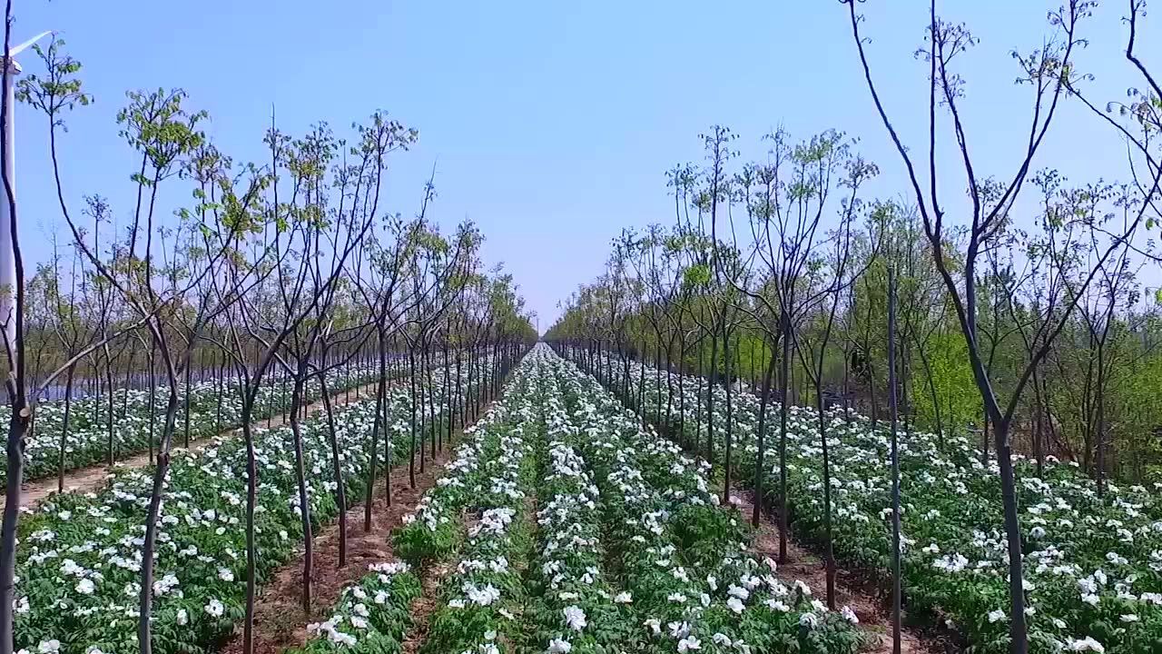 江苏省临海农场宣传片