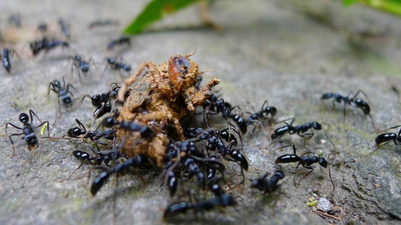 红蚂蚁攻占黑蚂蚁巢穴场面吓死人