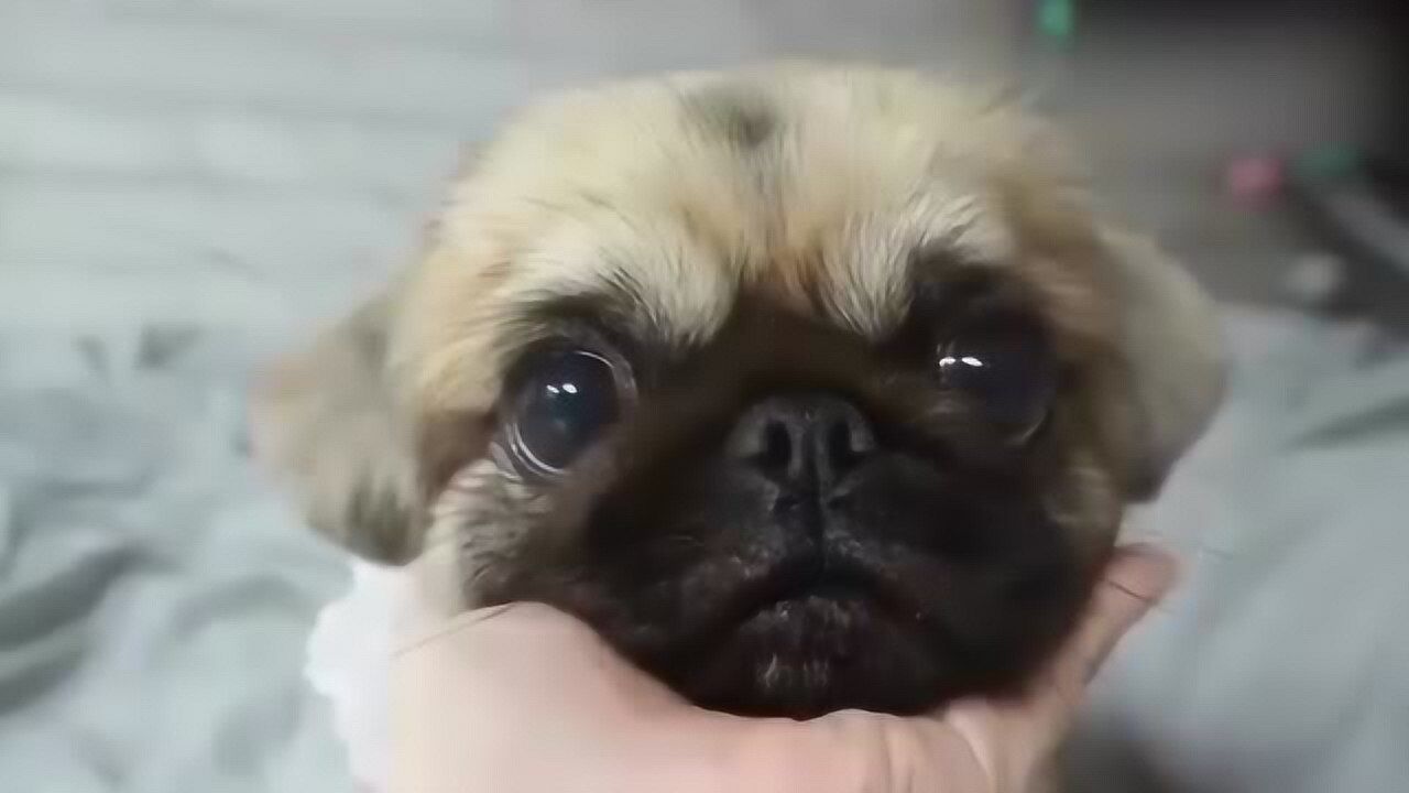 软萌非常可爱乖巧的一只小黑脸了超听话