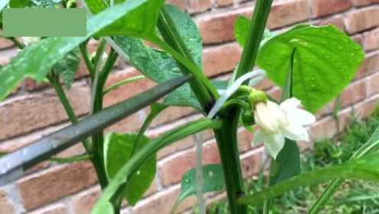 农业专家教你如何修剪辣椒,为什么已经结辣椒的枝条也要剪掉?