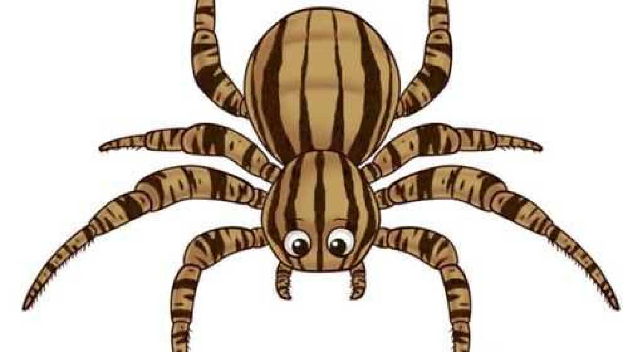 作死挑逗凶残橙巴布蜘蛛被这毒牙咬上一口肯定爽到死