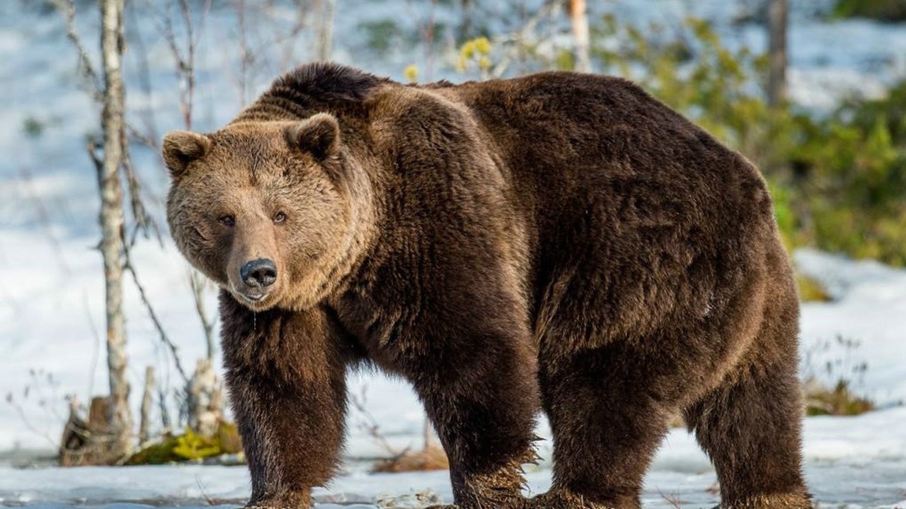 西伯利亚棕熊闯入村庄 土狗毫不畏惧勇猛将其击退