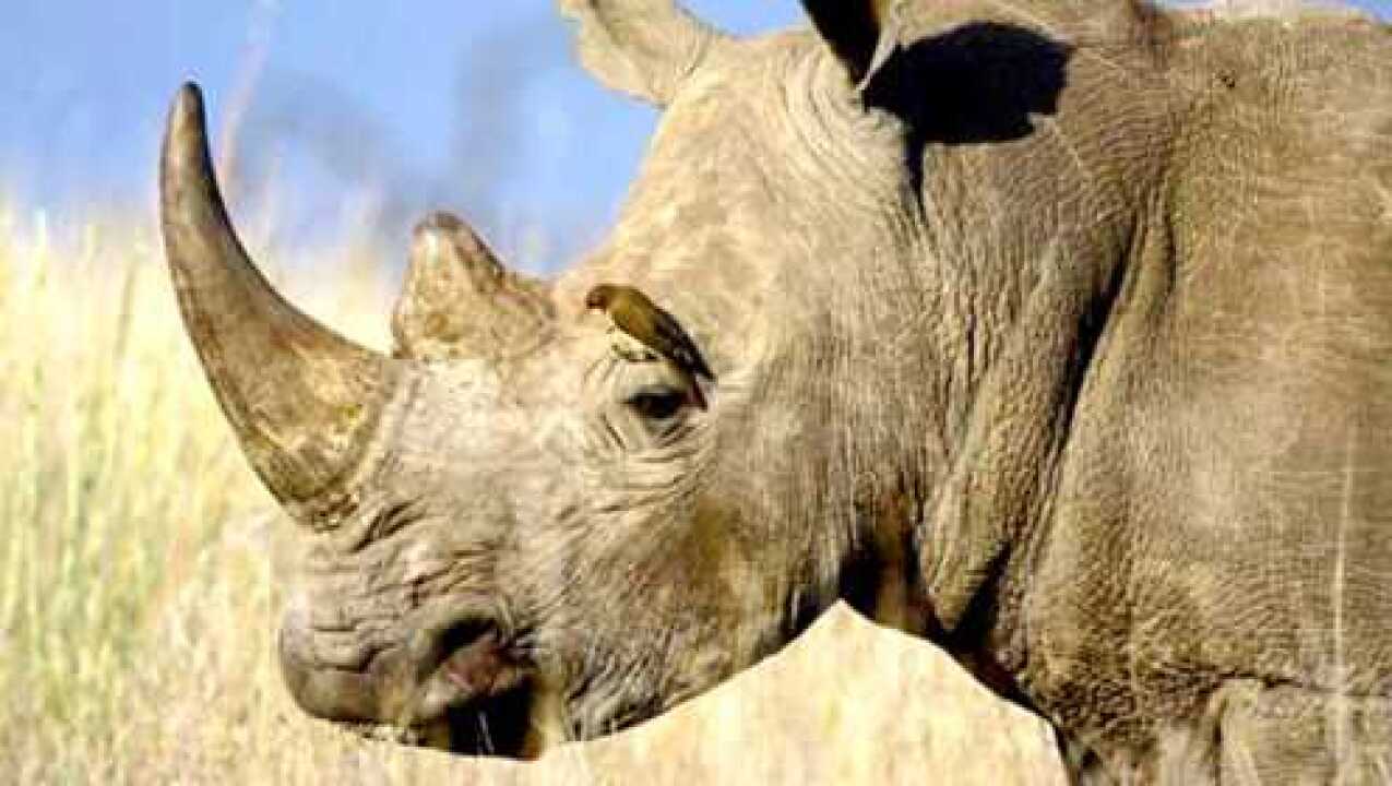 犀牛鸟啃食寄生虫时顺便吃几口犀牛肉犀牛痛并快乐着