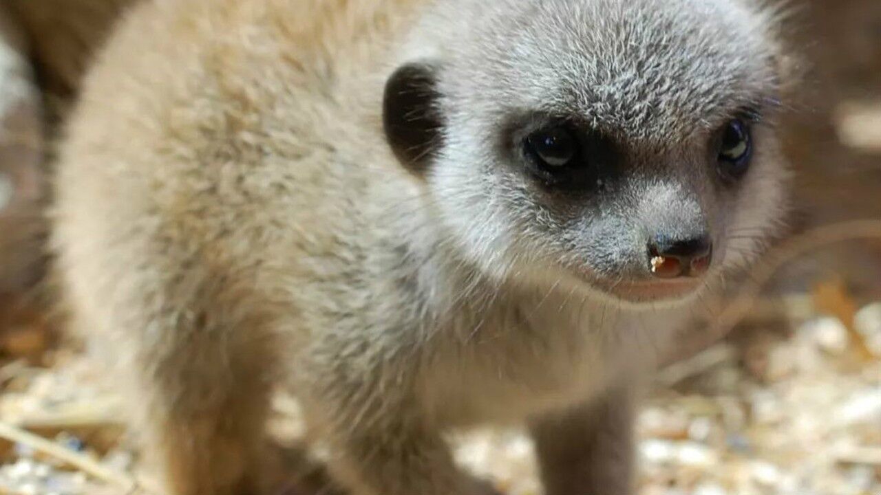 狐獴家族与沙漠里最出色的骗术大师