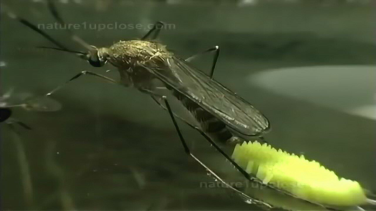 蚊子产卵 卵孵化成孑孓的过程