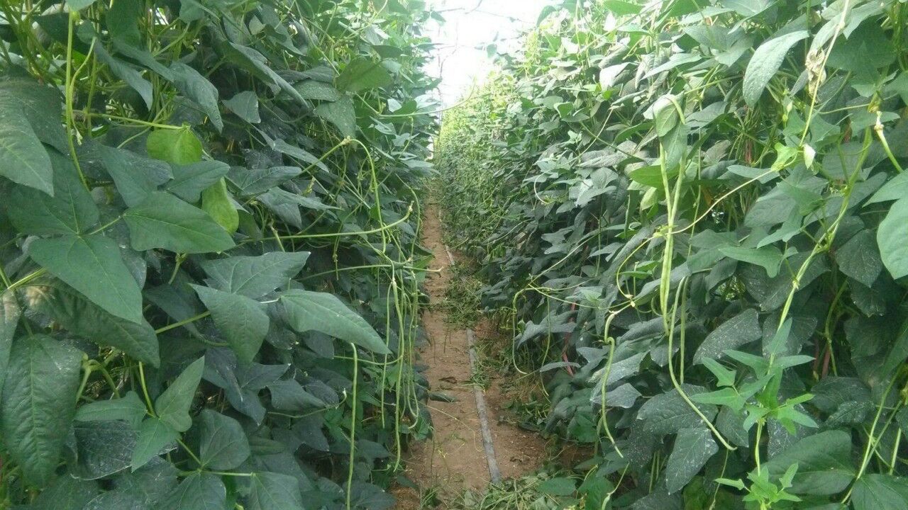 种植豆角的农户注意不用农药就能防虫害这三招你要知道