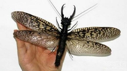 世上最大的蜻蜓，翼展可达20厘米，跟手掌一样大！