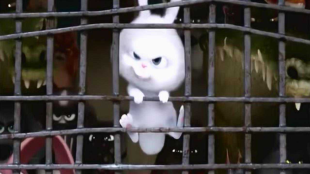 极具反差萌的兔子之雪球爱宠大机密
