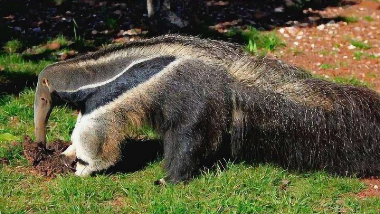 食蚁兽一次能吃454克的蚂蚁到底是怎么做到的